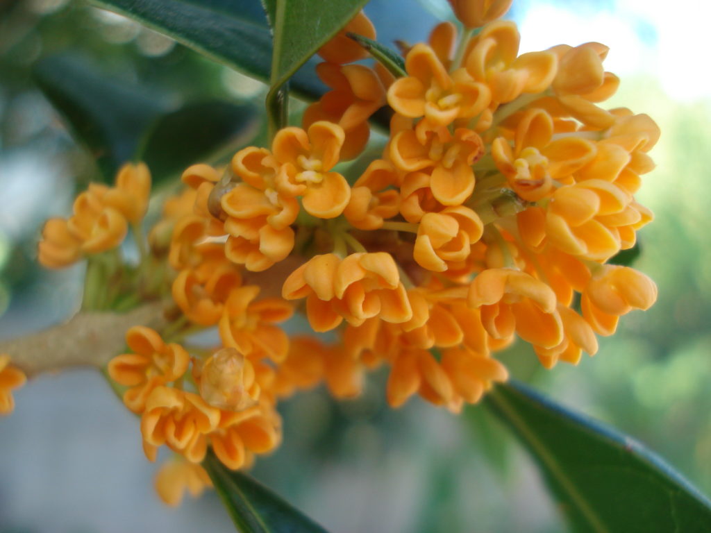 Orange Osmanthus Fragrans Ch Fruit Tree Nursery