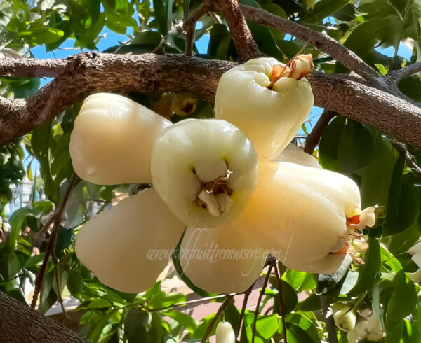 White Wax Apple —Milk White -- free shipping - Image 5