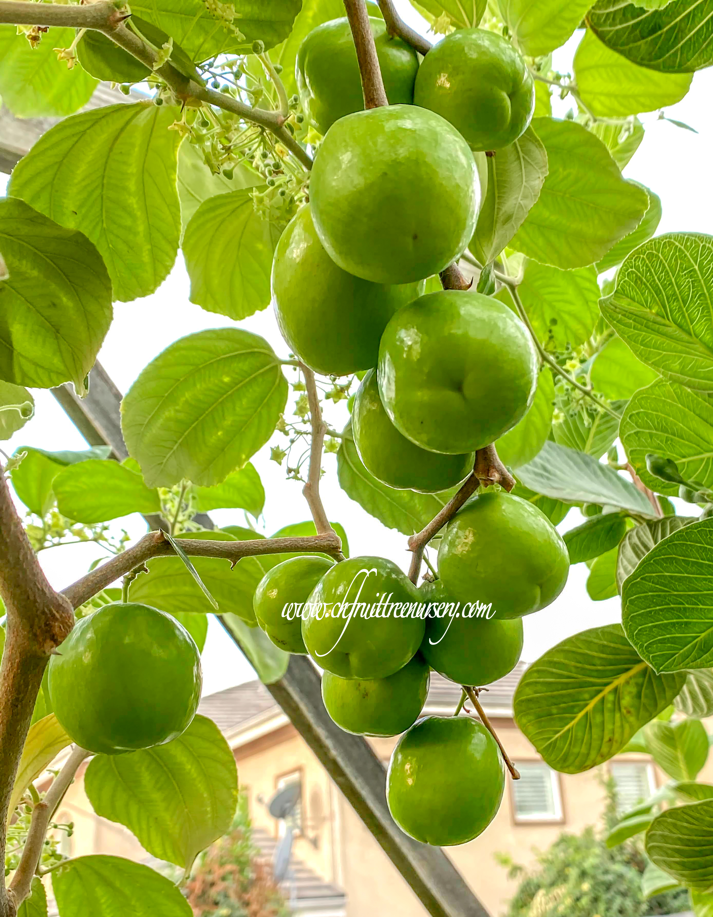 Green Jujube Taiwan Giant Jujube Apple Jujube Collection Variety Ch Fruit Tree Nursery