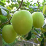 Green Jujube Taiwan Giant Jujube Apple Jujube Collection Variety Ch Fruit Tree Nursery