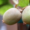 Golden KiWi FRUIT . limited production. – CH Fruit Tree Nursery