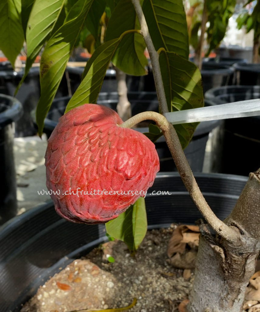 Red Geffner Atemoya – CH Fruit Tree Nursery