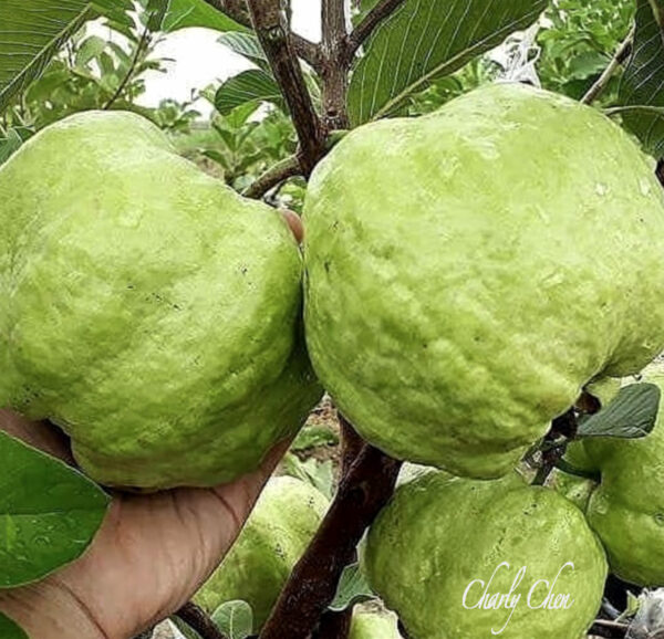 Crystal Guava seedless ( Queen guava , Diamond Guava ) Limited production - free shipping